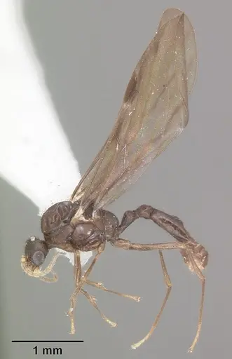 Solenopsis tennesseensis - CASENT0104511