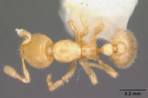 Solenopsis tennesseensis - CASENT0104524