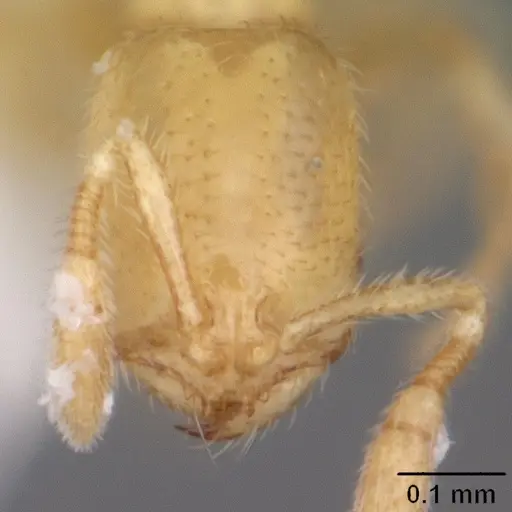 Solenopsis tennesseensis - CASENT0104524