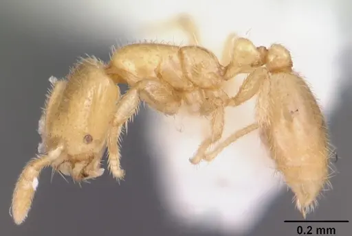 Solenopsis tennesseensis - CASENT0104524