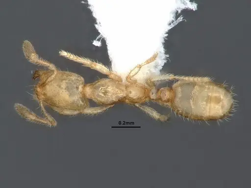 Solenopsis tennesseensis - CASENT0884279