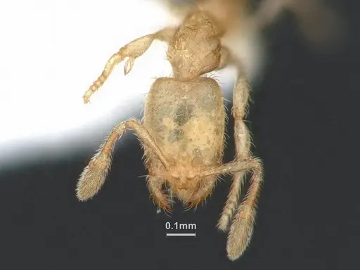 Solenopsis tennesseensis - CASENT0884279