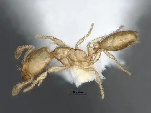 Solenopsis tennesseensis - CASENT0884279