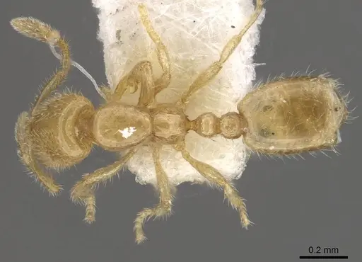 Solenopsis tennesseensis - CASENT0911149