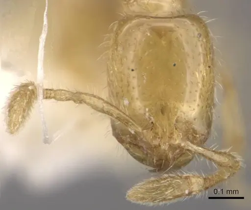 Solenopsis tennesseensis - CASENT0911149