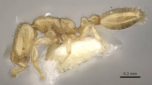 Solenopsis tennesseensis - CASENT0911149