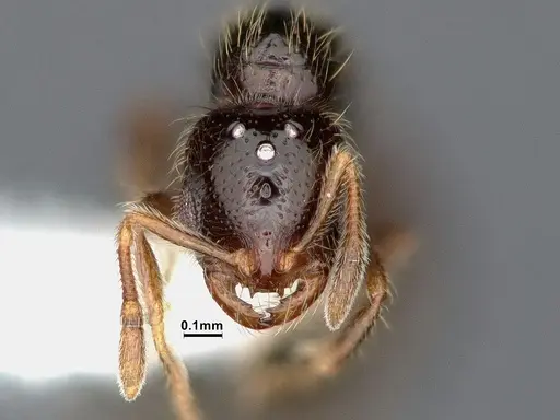 Solenopsis tenuis specimen
