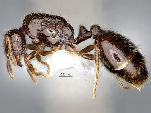 Solenopsis tenuis specimen