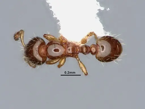Solenopsis terricola specimen