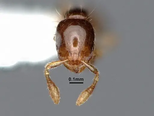 Solenopsis terricola specimen