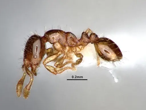Solenopsis terricola specimen