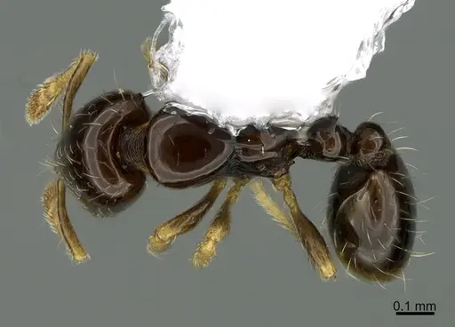 Solenopsis terricola - CASENT0923590