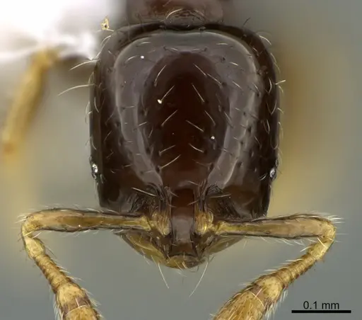 Solenopsis terricola - CASENT0923590