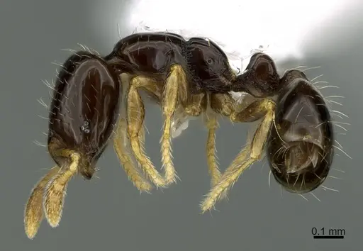 Solenopsis terricola - CASENT0923590