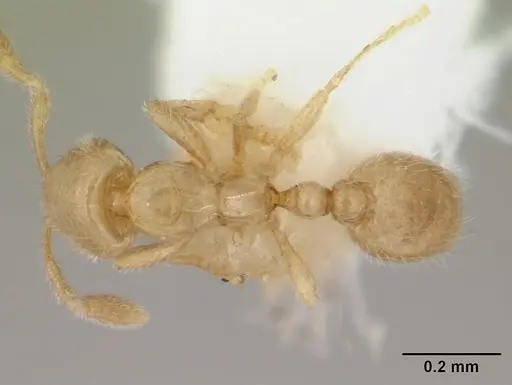 Solenopsis tetracantha specimen