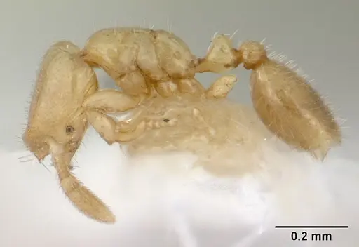 Solenopsis tetracantha specimen