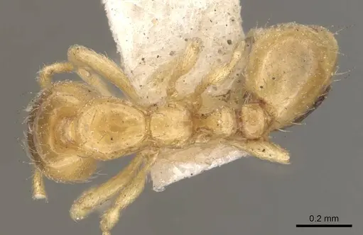 Solenopsis tetracantha - CASENT0908854