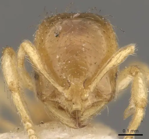 Solenopsis tetracantha - CASENT0908854