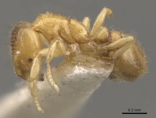 Solenopsis tetracantha - CASENT0908854