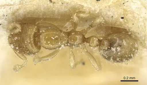 Solenopsis tetracantha - CASENT0913942