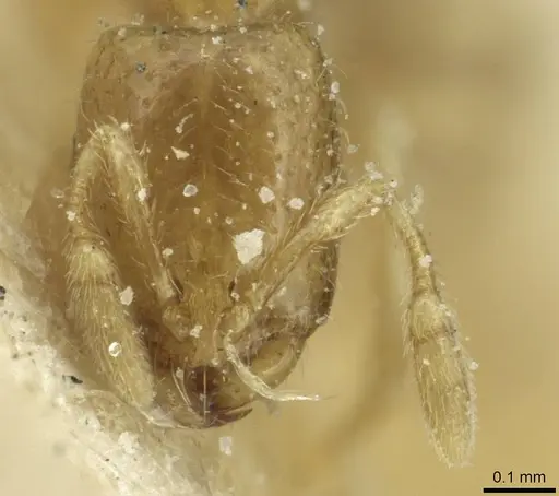 Solenopsis tetracantha - CASENT0913942