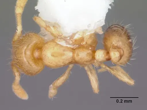 Solenopsis texana specimen