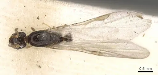 Solenopsis tipuna specimen