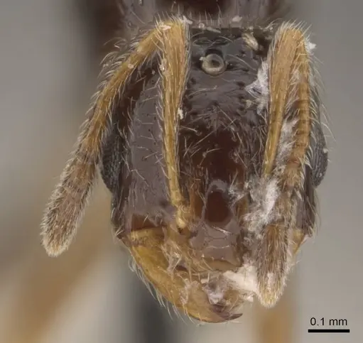 Solenopsis tipuna specimen