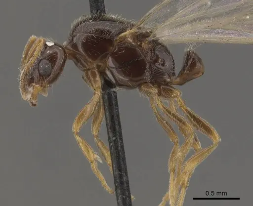 Solenopsis tipuna specimen