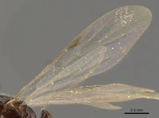 Solenopsis tipuna - CASENT0908879