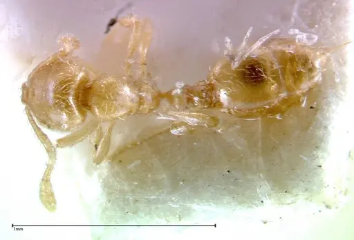 Solenopsis tipuna - FOCOL0280