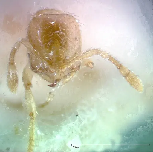 Solenopsis tipuna - FOCOL0280