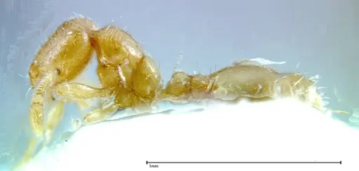 Solenopsis tipuna - FOCOL0280