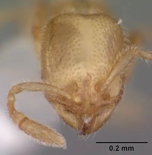 Solenopsis tonsa specimen