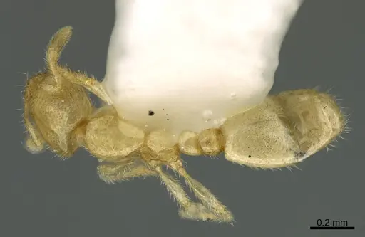 Solenopsis tonsa - CASENT0923591