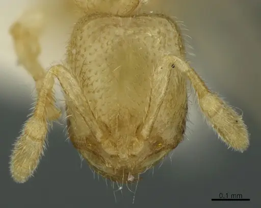 Solenopsis tonsa - CASENT0923591