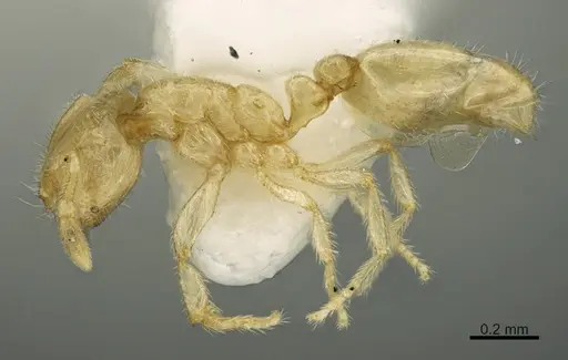 Solenopsis tonsa - CASENT0923591