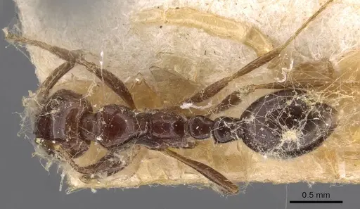 Solenopsis tridens specimen