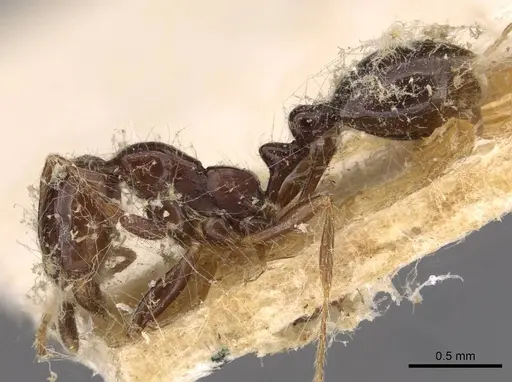 Solenopsis tridens specimen