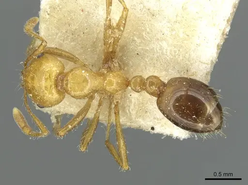 Solenopsis tridens - CASENT0913943