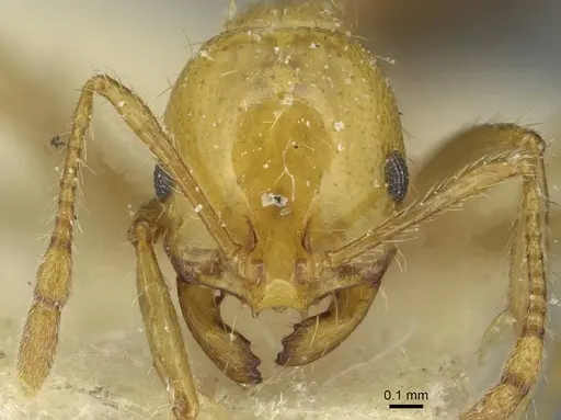 Solenopsis tridens - CASENT0913943