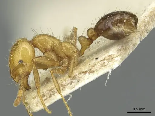 Solenopsis tridens - CASENT0913943