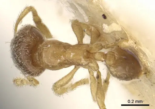 Solenopsis ugandensis specimen