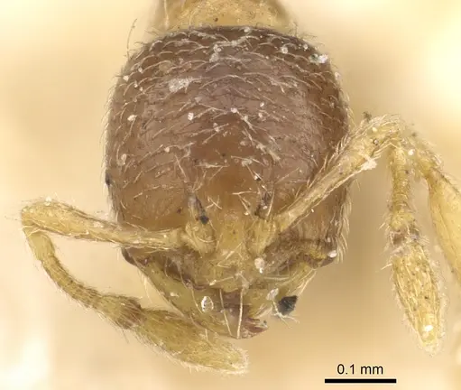 Solenopsis ugandensis specimen