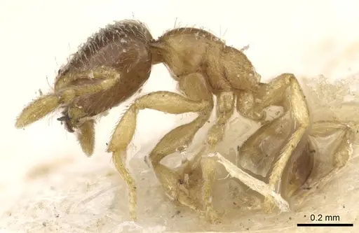 Solenopsis ugandensis specimen