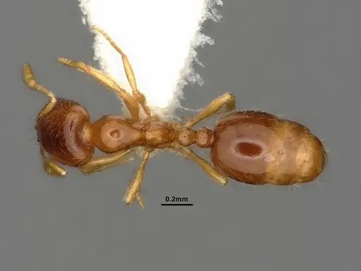 Solenopsis validiuscula specimen