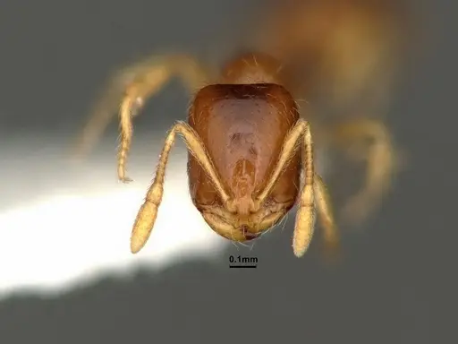 Solenopsis validiuscula specimen