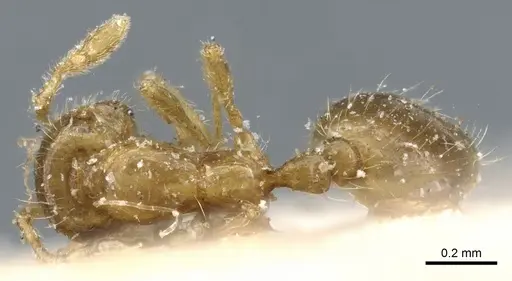 Solenopsis validiuscula - CASENT0904623