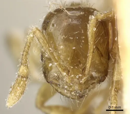 Solenopsis validiuscula - CASENT0904623