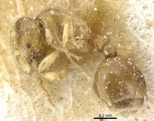 Solenopsis validiuscula - CASENT0904623